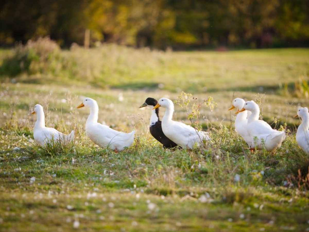 Qué comen los patos? - Tiendanimal Qué comen los patos? - Tiendanimal