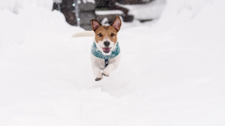 Cómo disfrutar de la nieve junto a tu perro