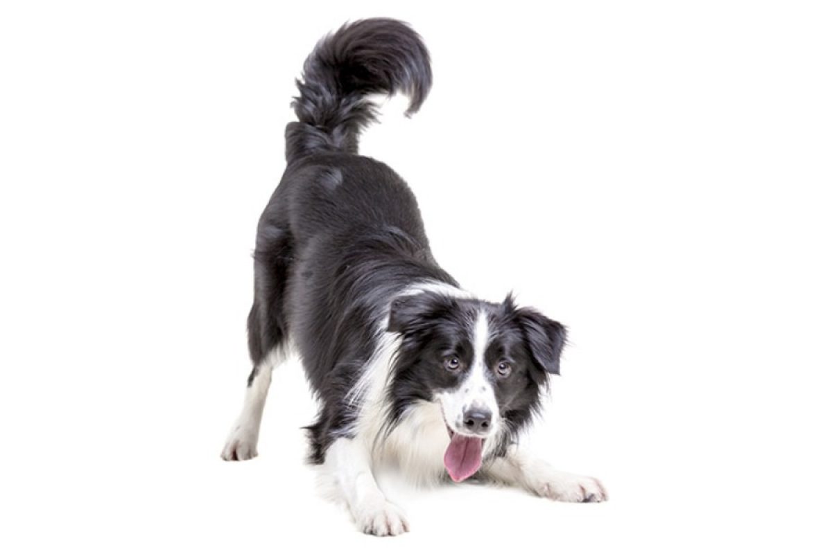 seresto border collie