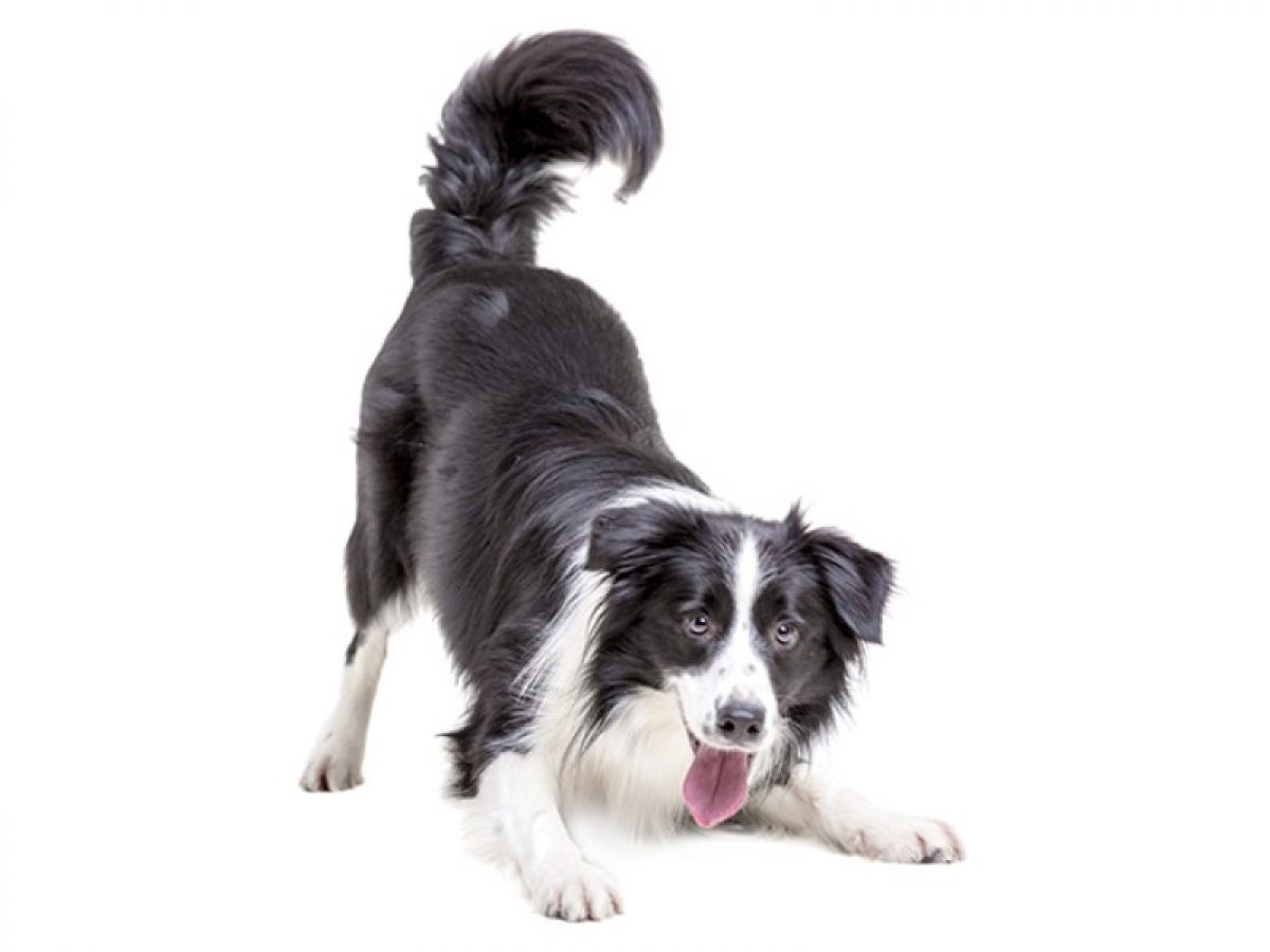 Border y características principales de la raza