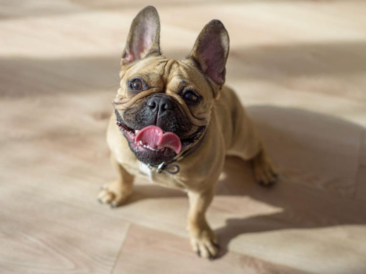 Cómo adiestrar un Bulldog francés?: ¡Enseña a tu Frenchie!