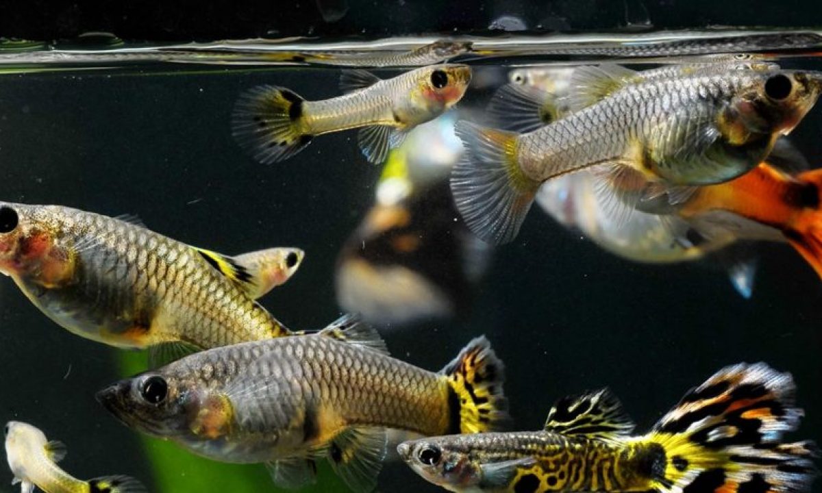 Con estos filtros para acuarios tus peces estarán en las mejores  condiciones (2023)