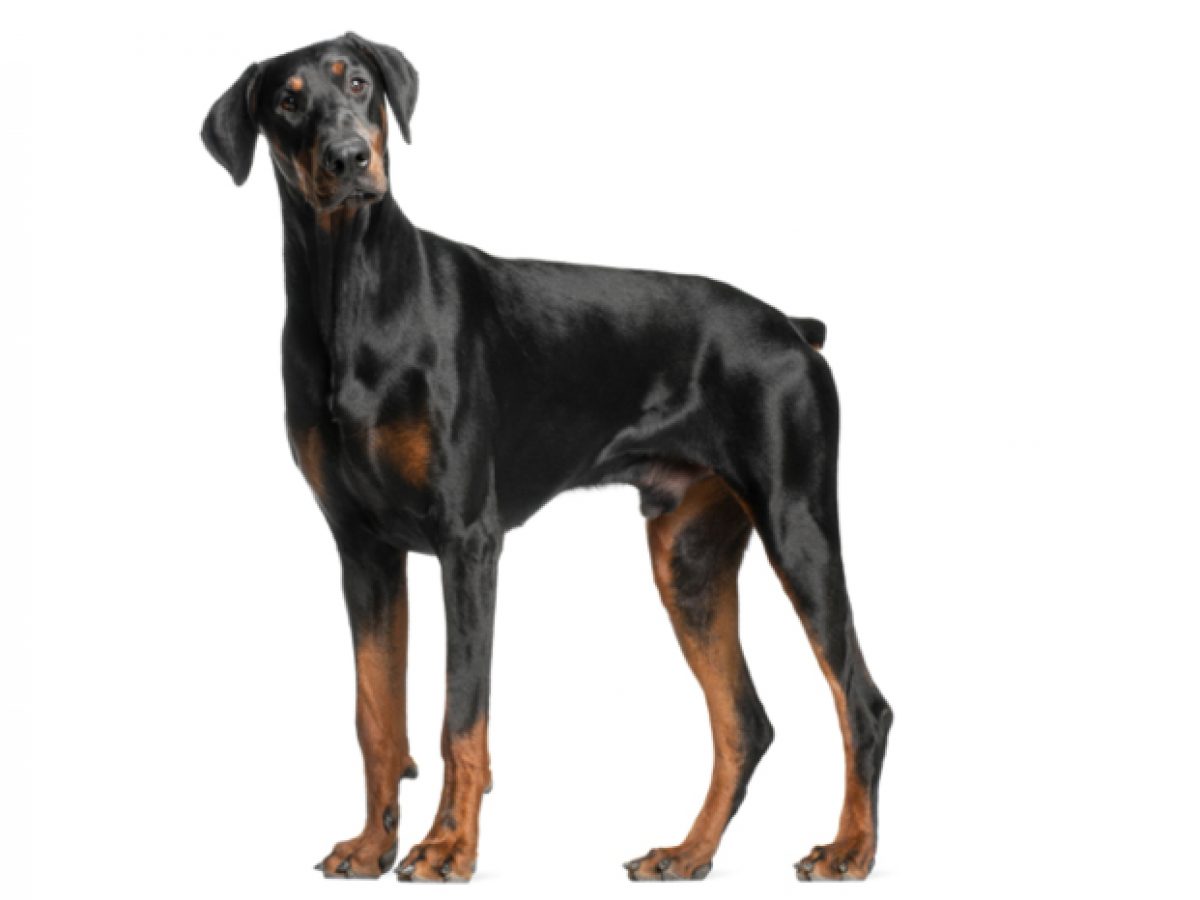 Dobermann: Características y Cuidados de esta Raza