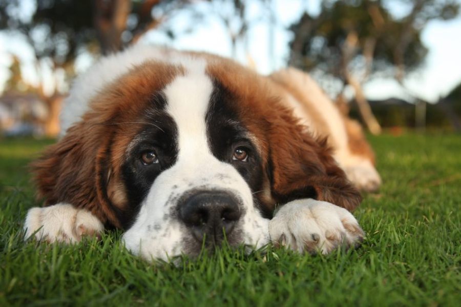 Guia con toda la información sobre la raza de perro San Bernardo