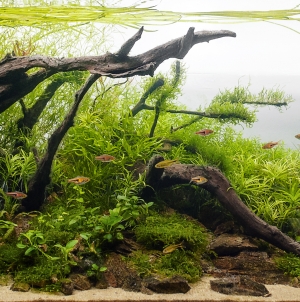 Cuidados para los peces alevines