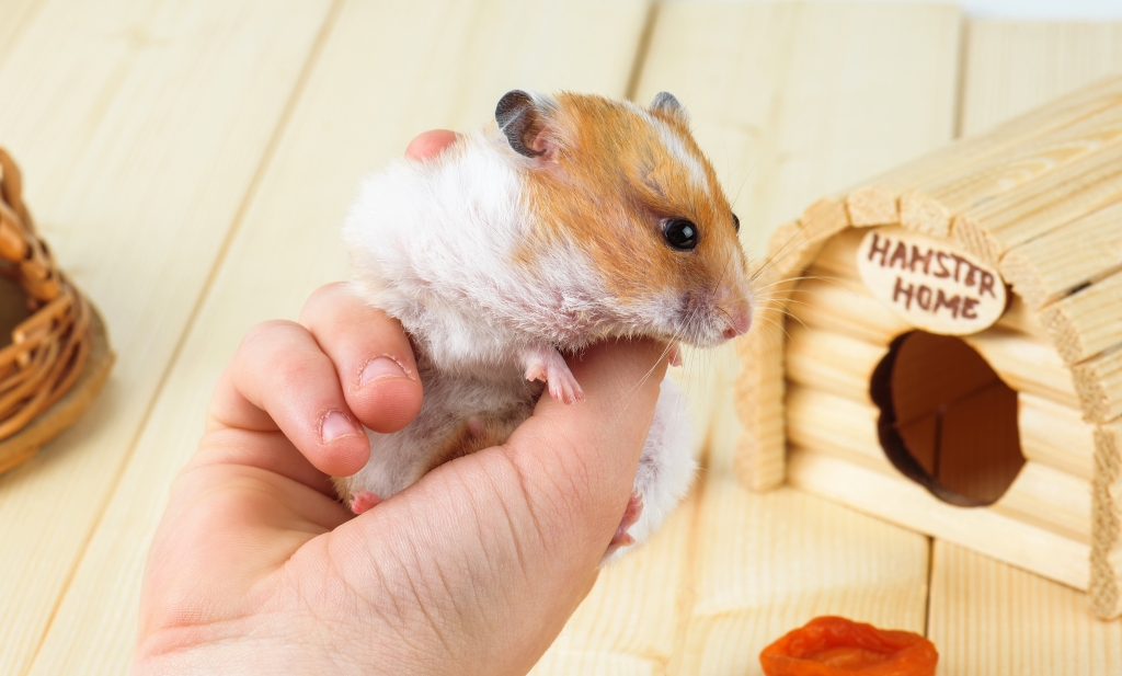 ¿Los hámster se pueden bañar? Trucos para asearlos