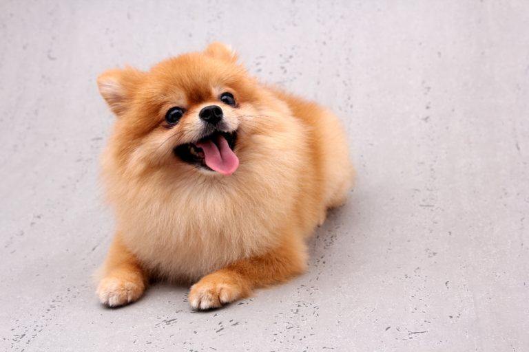 Raza de perro pomerania