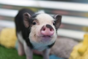 Cerdo vietnamita como mascota