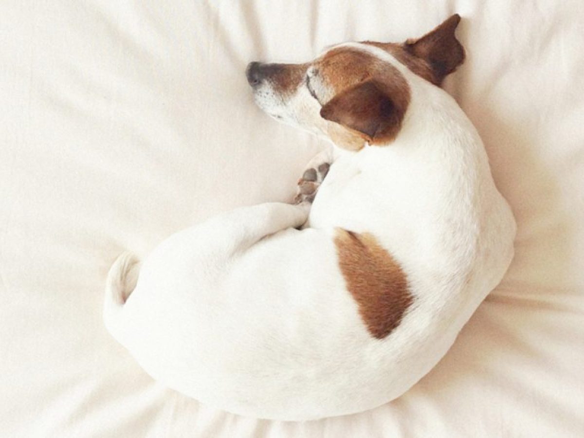 Cómo elegir la MEJOR CAMA para que tu perro tenga un descanso sano