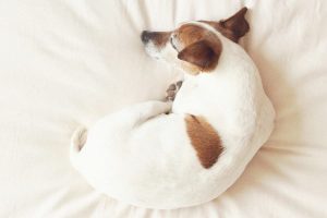 Cuánto duerme un perro cachorro, adulto y anciano