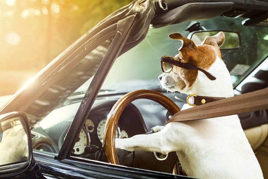 Viajar con tu perro en coche