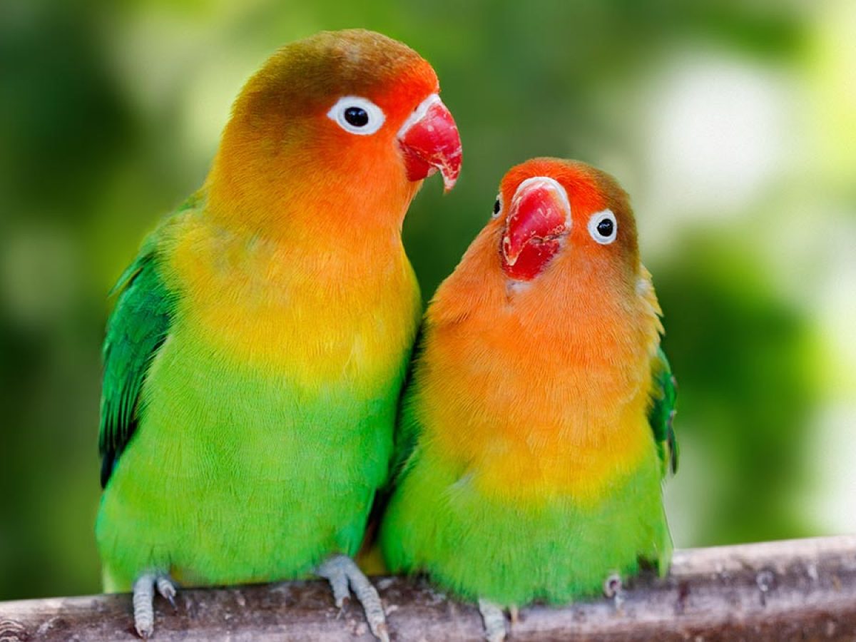 si Superior vacante 10 curiosidades sobre el agaporni, el pájaro del amor - Tiendanimal