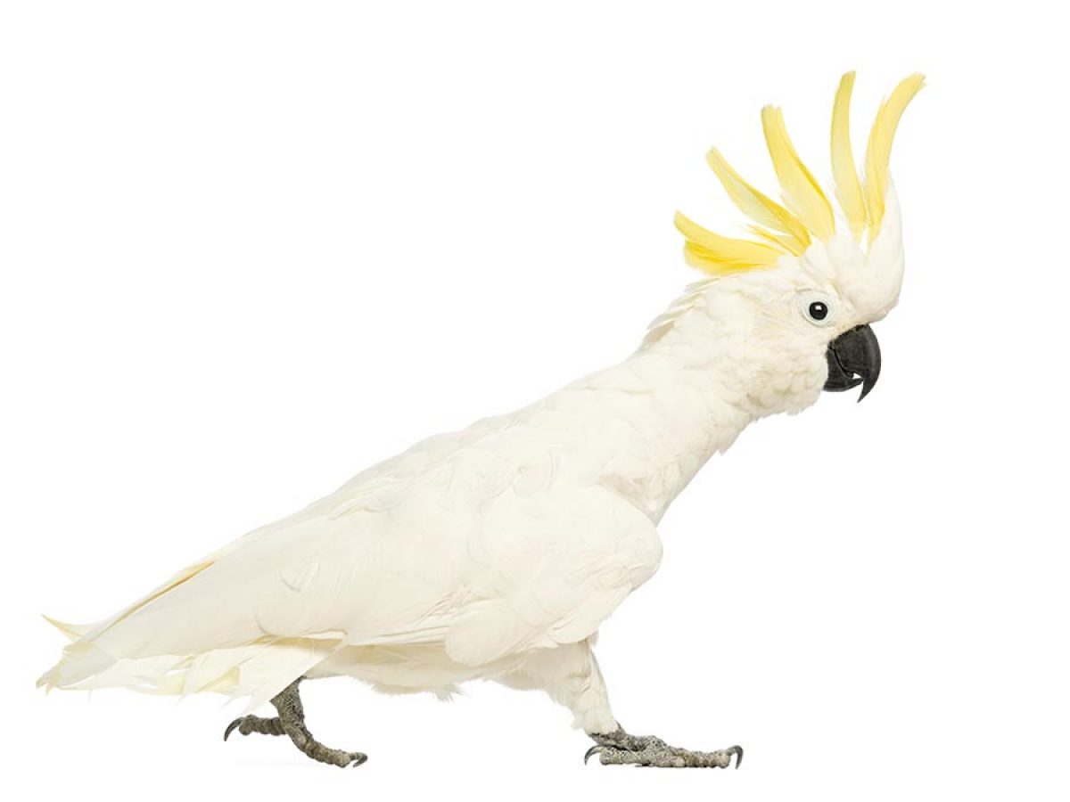 Como Cuidar A Una Cacatua Todo Lo Que Necesitas Saber Tiendanimal Como Cuidar A Una Cacatua Todo Lo Que Necesitas Saber Tiendanimal