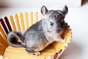 Cuidados de una chinchilla y qué necesitas