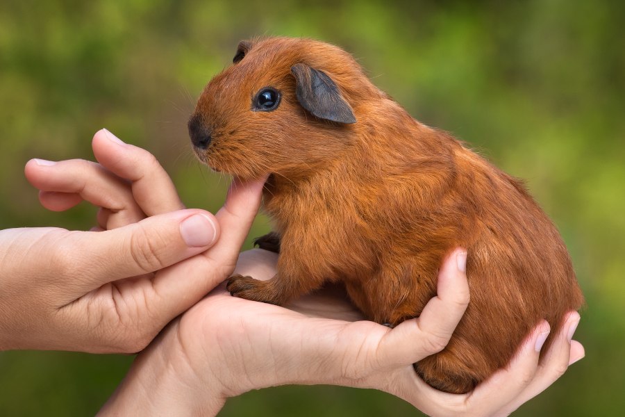 Cuidados de una cobaya o cuyo