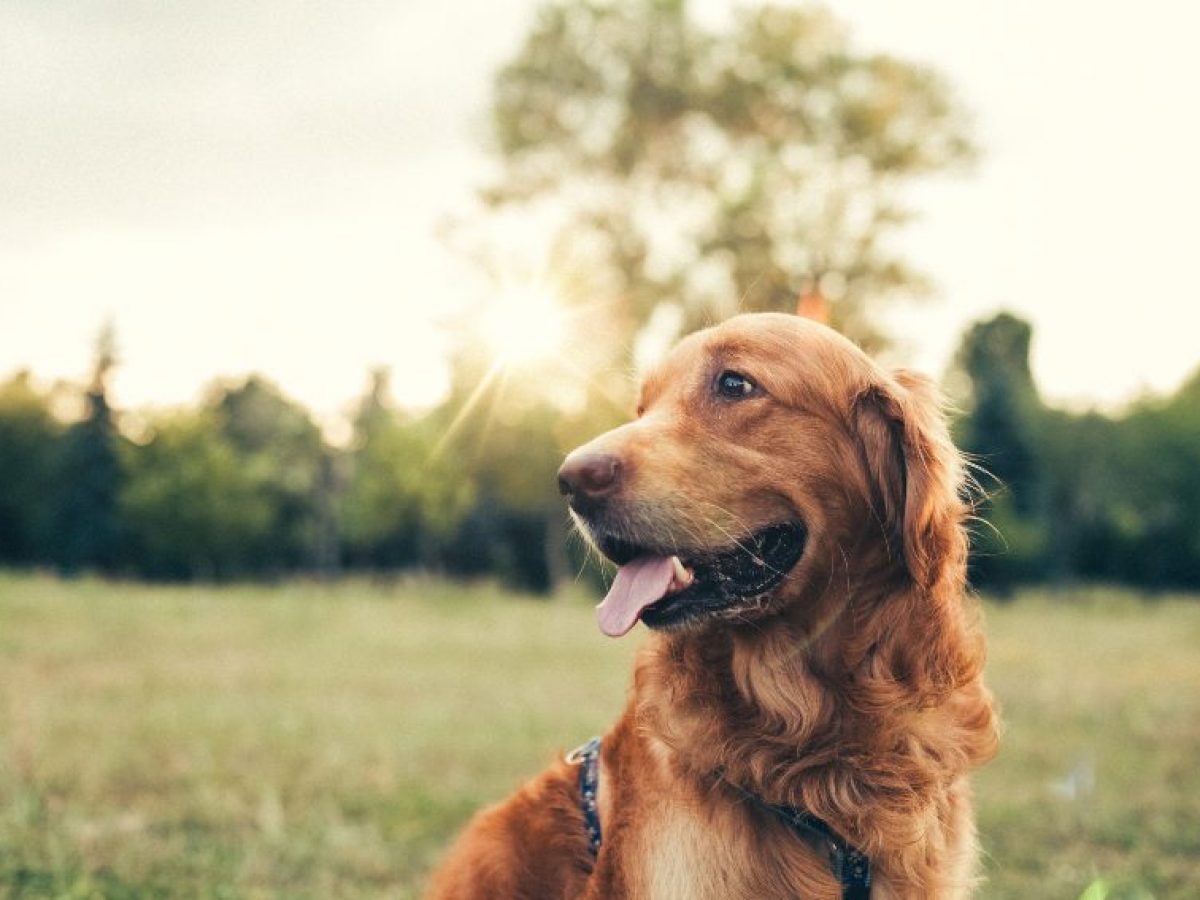 Presa Fe ciega télex Cómo quitarle las pulgas a un perro? - Tiendanimal