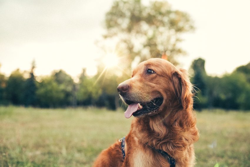 Remedios y consejos para eliminar las pulgas de tu perro
