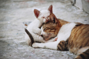 ¿Cuántos años vive un gato? Conoce su esperanza de vida