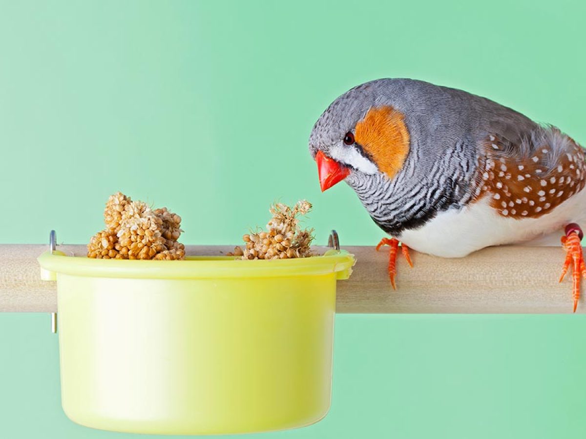 Como Cuidar A Un Diamante Mandarin Primeros Pasos Tiendanimal Como Cuidar A Un Diamante Mandarin Primeros Pasos Tiendanimal