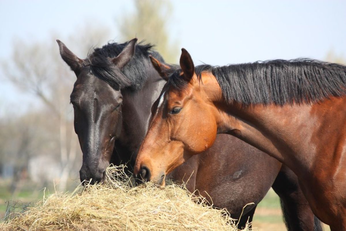 Alimentos saludables para caballos
