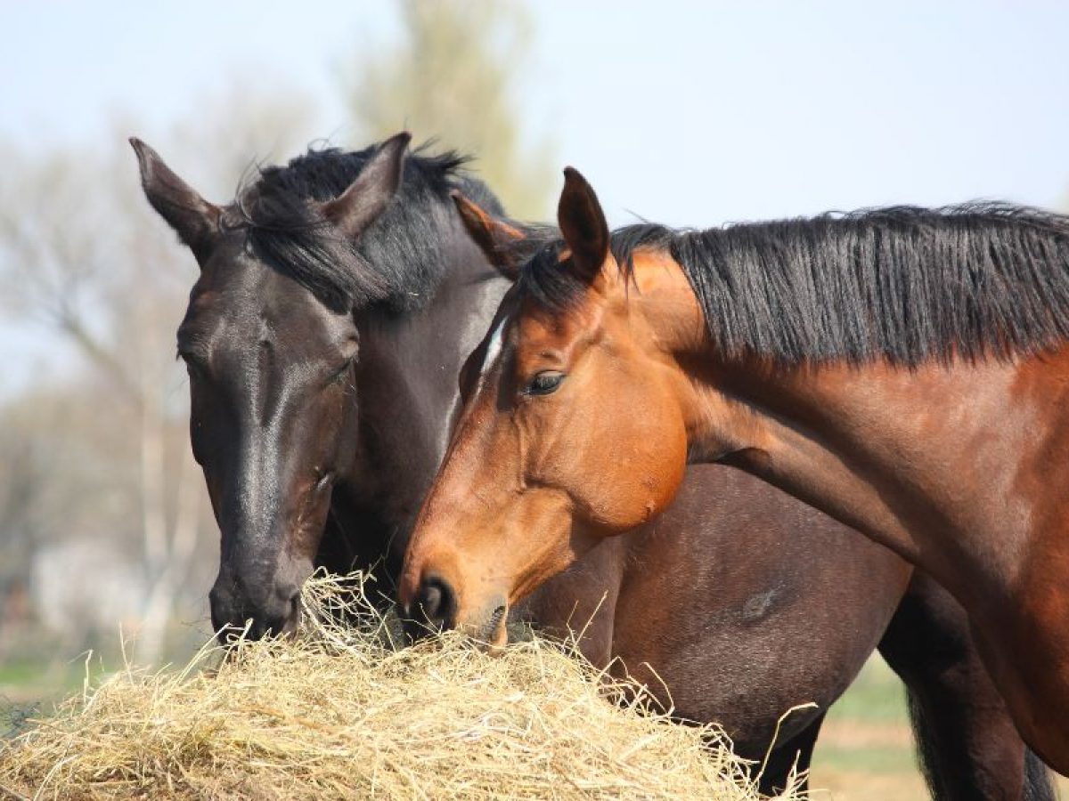 Qué comen los caballos? - Tipos de alimentación y premios