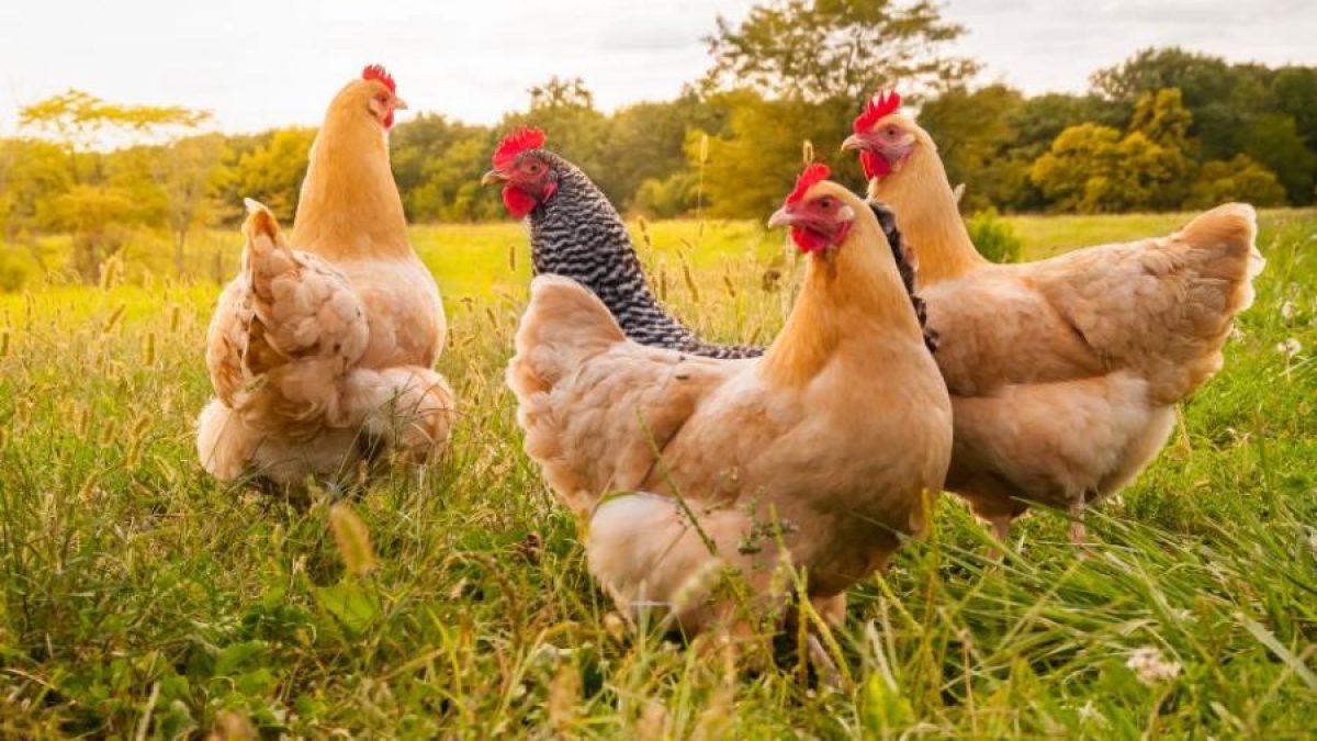 El cuidado de la alimentación y la salud en las aves de corral