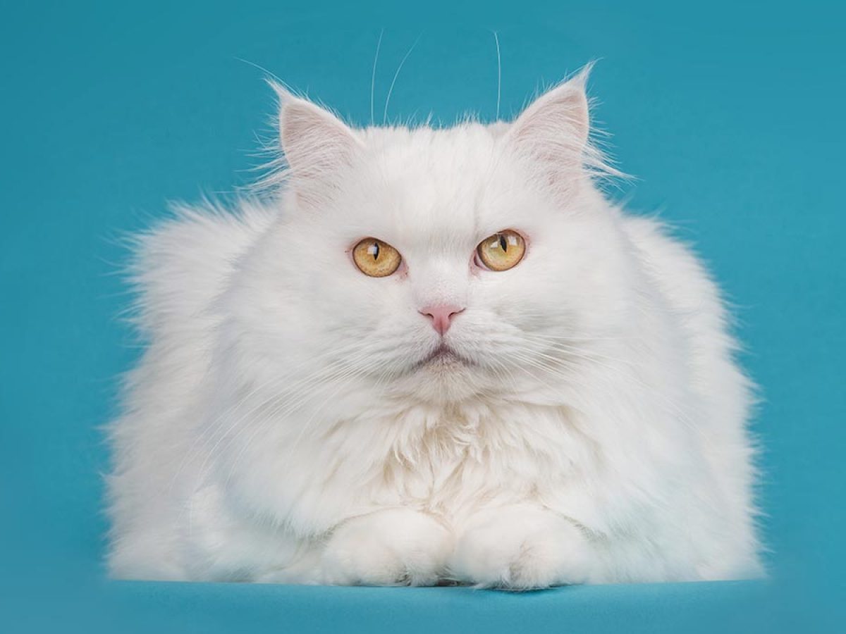 angora turco: excelente hogares con niños - Tiendanimal