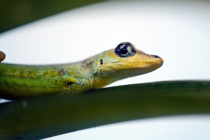 alimentacion-gecko