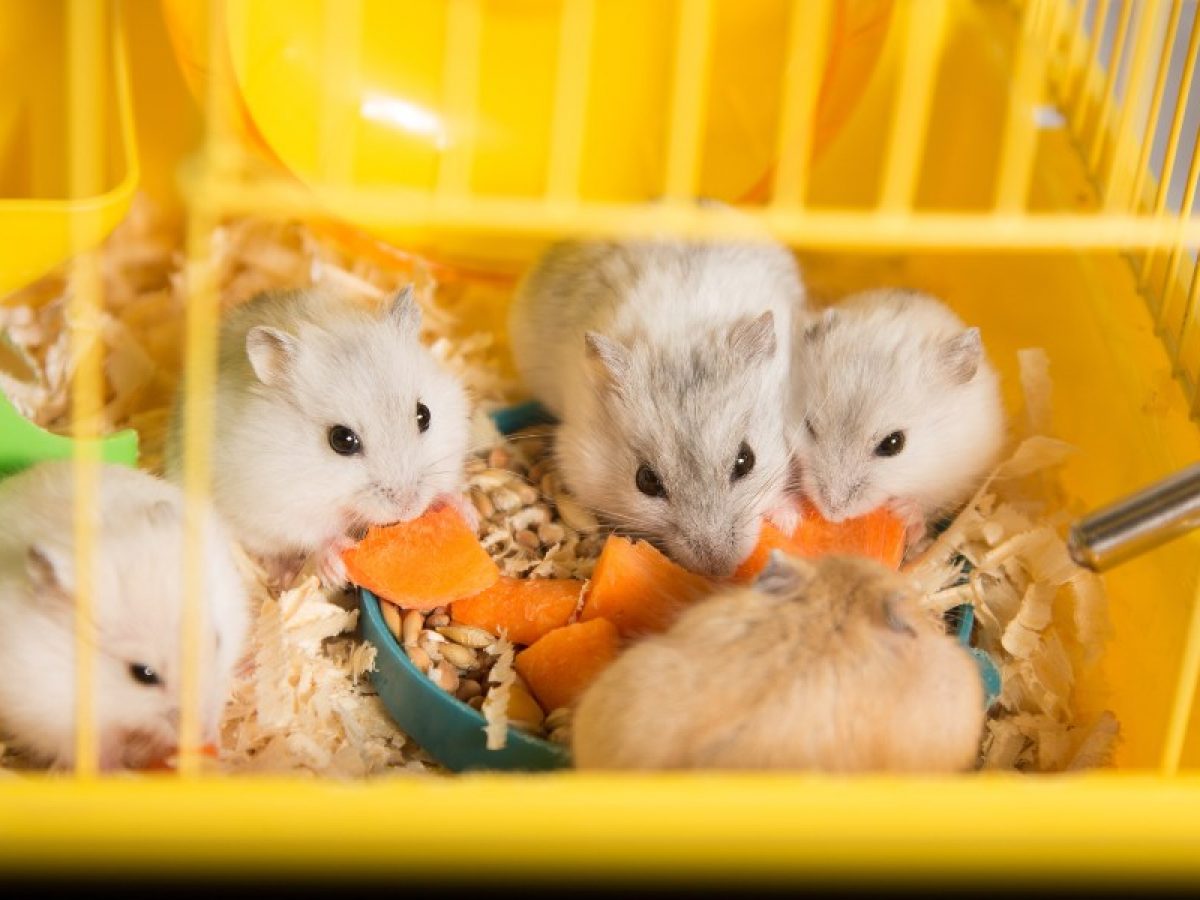 como identificar hamster hembra｜TikTok Search