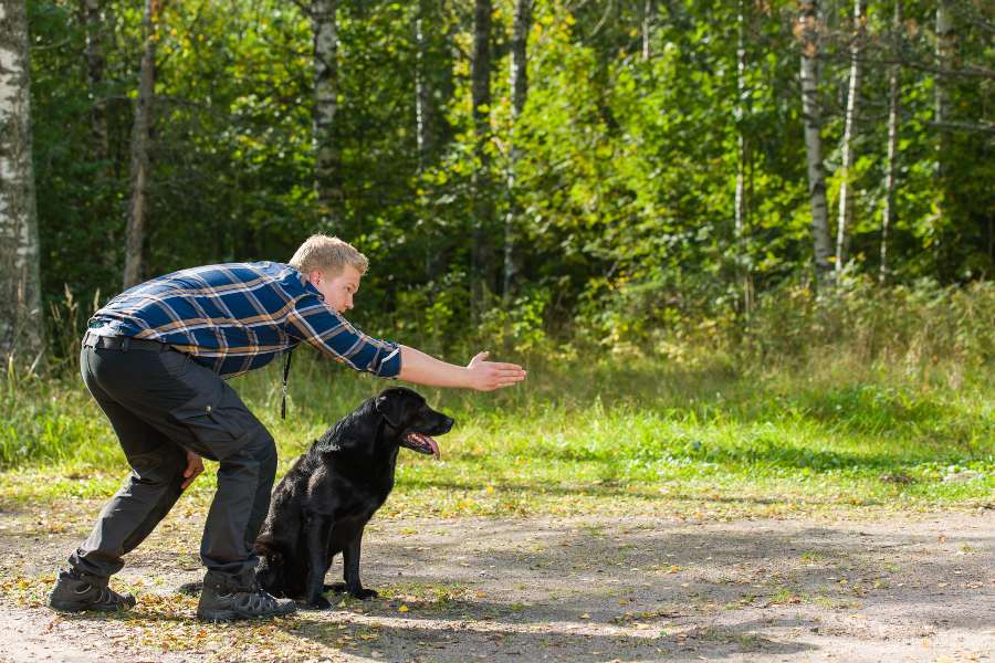 Cómo adiestrar a mi perro de forma fácil, rápida y muy efectiva