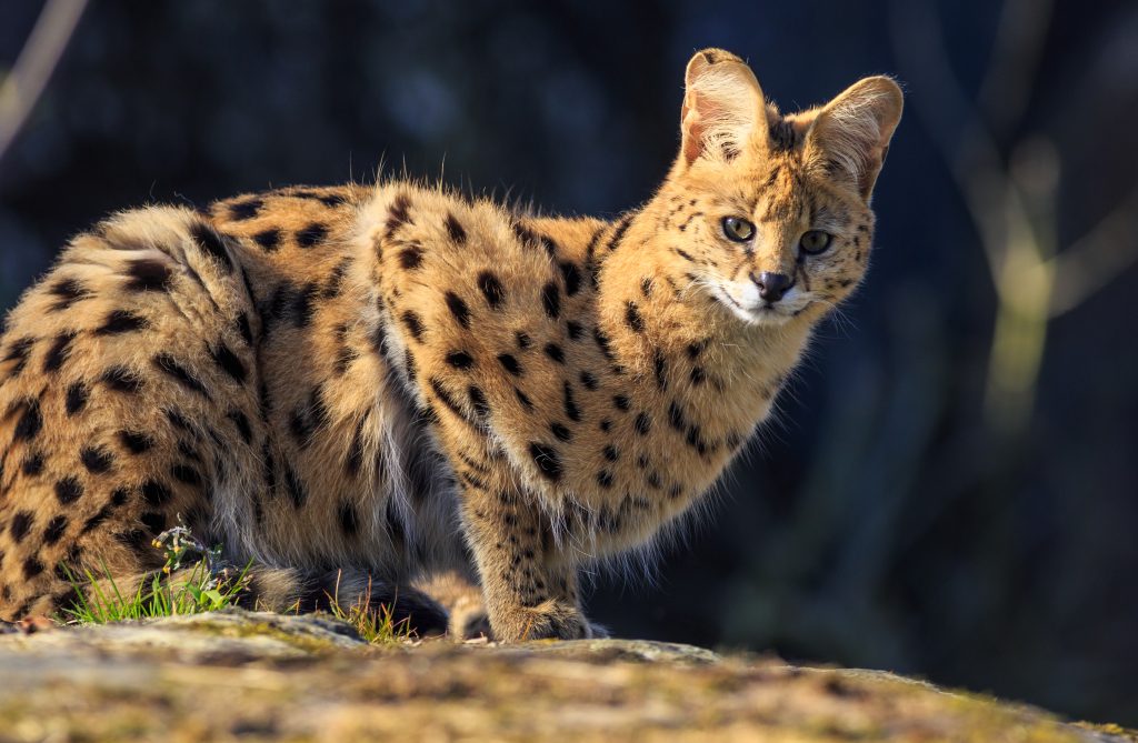 Características del serval, ¿cómo son estos felinos? Tiendanimal