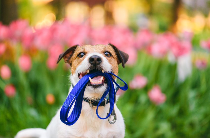 Parques de perros y pipican