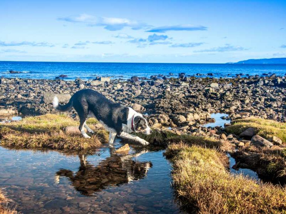 Piscinas naturales para perros - Tiendanimal
