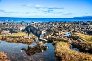 Piscinas naturales para ir con perro