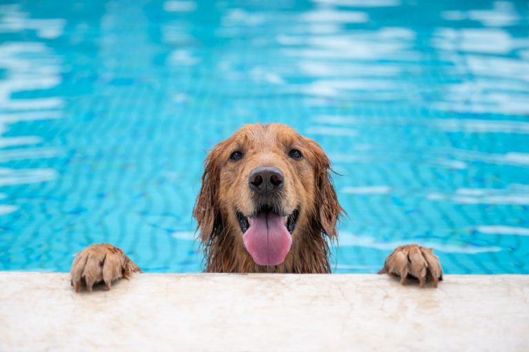 Piscinas para ir con perros en Madrid