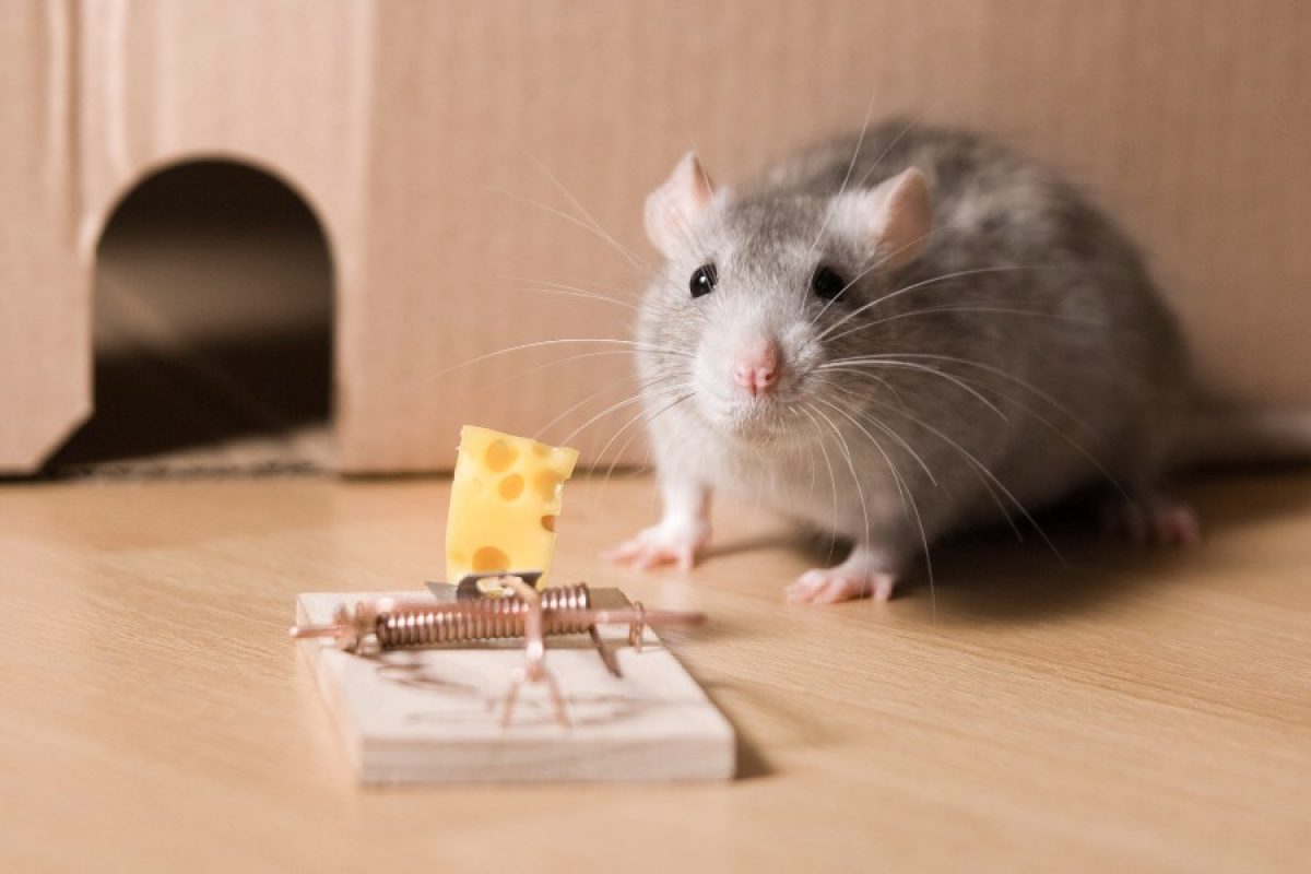 Genuino Abundancia considerado Trampas para ratones sin matarlos - Tiendanimal