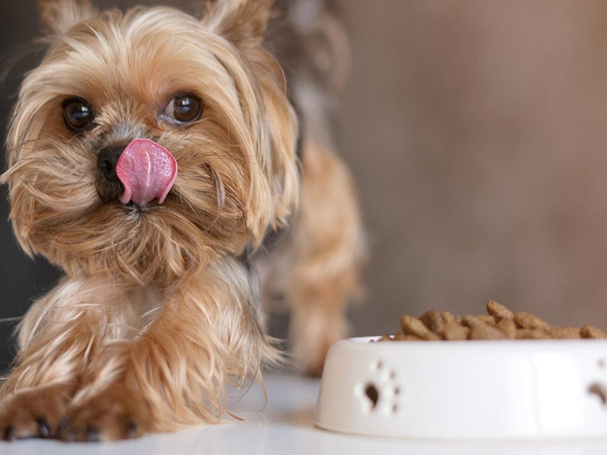 Perros pequeños: ideales para - Tiendanimal