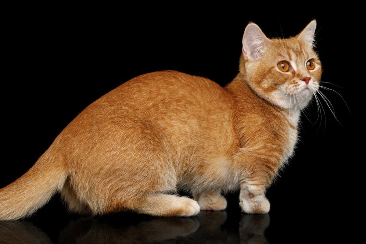 Gato Munchkin Consejos Cuidados Y Caracteristicas Tiendanimal Gato Munchkin Consejos Cuidados Y Caracteristicas Tiendanimal