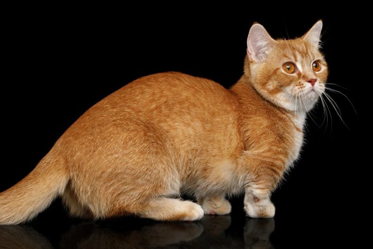 Gato-Munchkin-tiendanimal