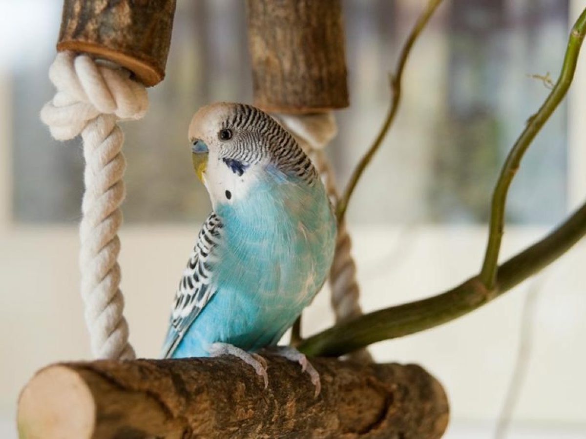 Como Hacer Que Tu Periquito No Te Muerda Qué significa cada sonido de los periquitos cantando? - Tiendanimal