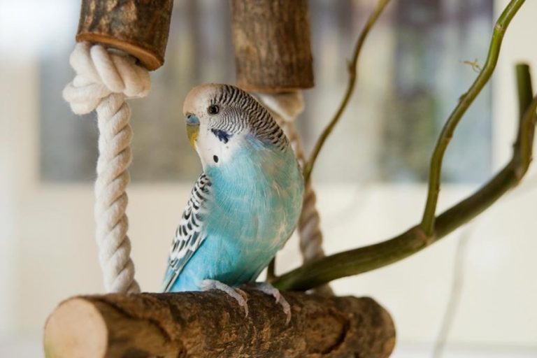 Que-significa-cada-sonido-de-los-periquitos-cantando