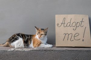 Cómo adoptar un gato