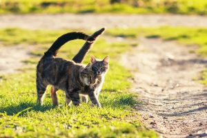 Guía sobre el celo en las gatas, cuánto dura, cuándo aparece, síntomas y cuidados