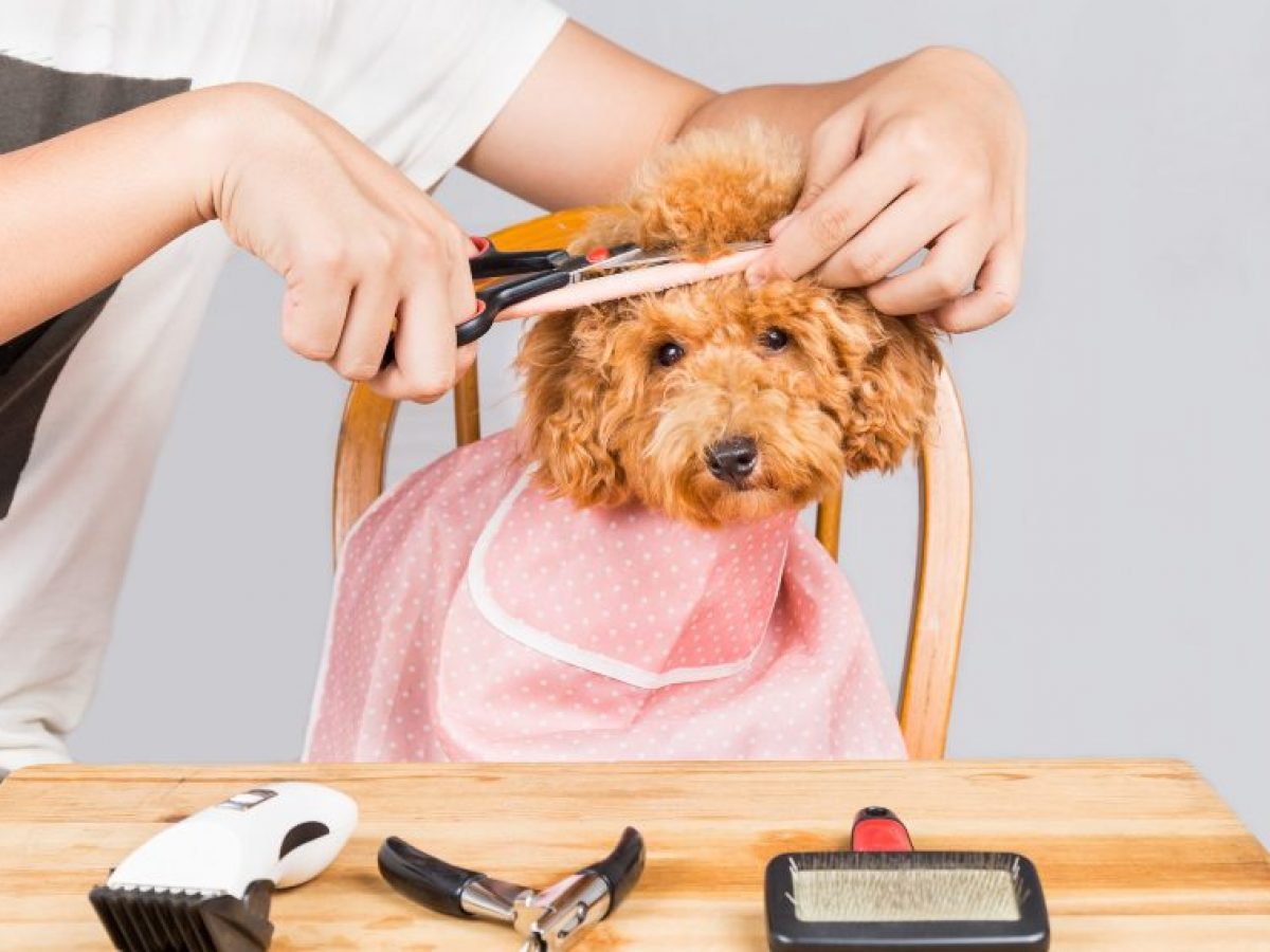 Porque mi maquina sales no corta el pelo