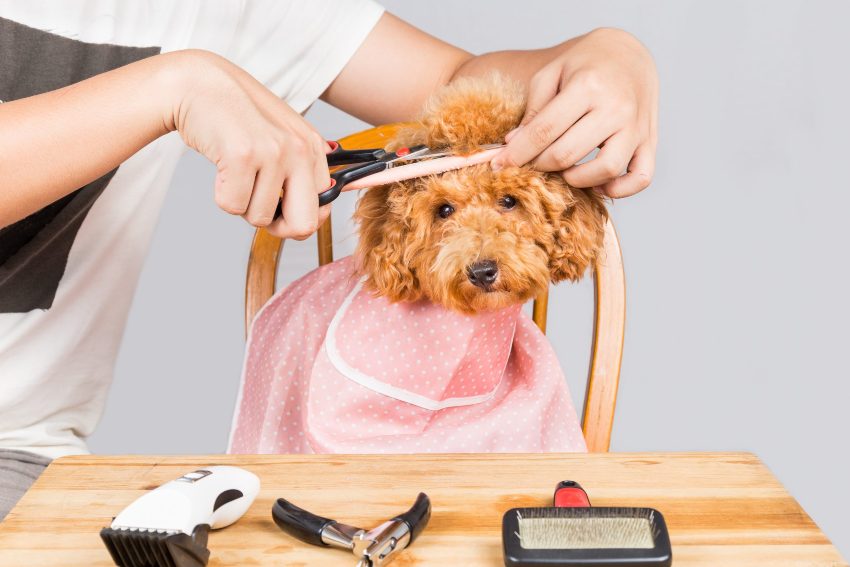 Paso a paso para cortar el pelo a tu perro en casa - Tiendanimal