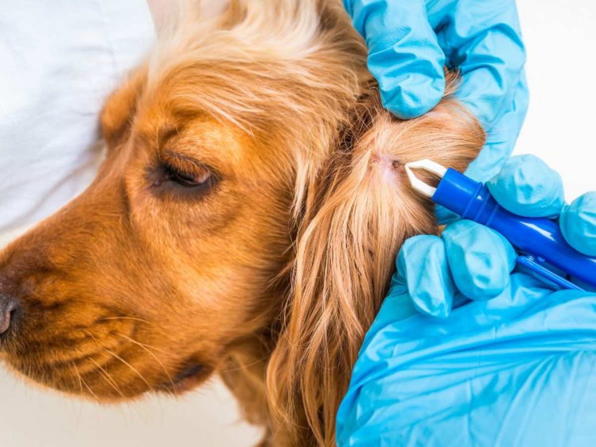 herida Sastre Credo Cómo puedo eliminar las garrapatas en perros? - Tiendanimal