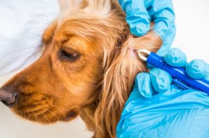 Cómo quitar garrapatas en perros paso a paso