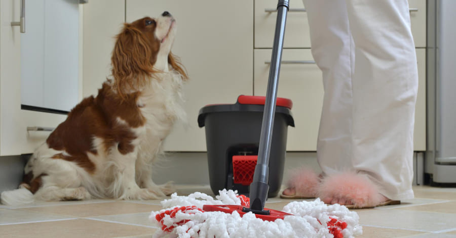 Con qué fregar el suelo cuando hay gatos o perros en casa
