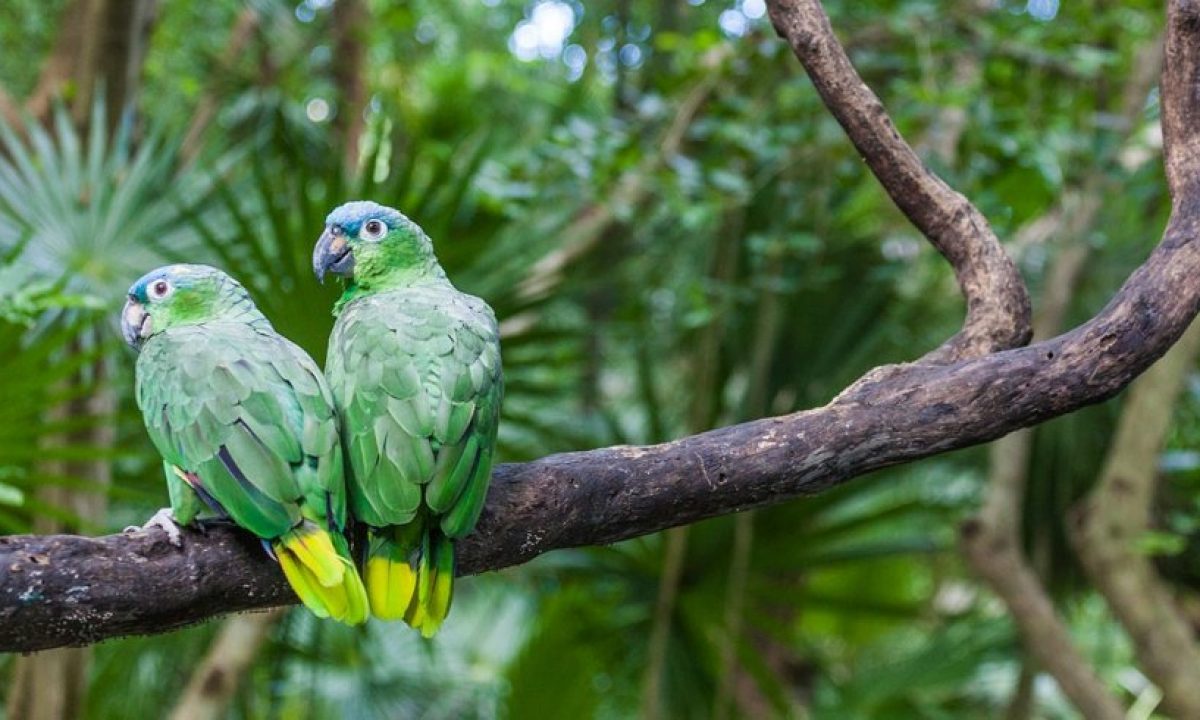 Loros Familiares Modernos Y