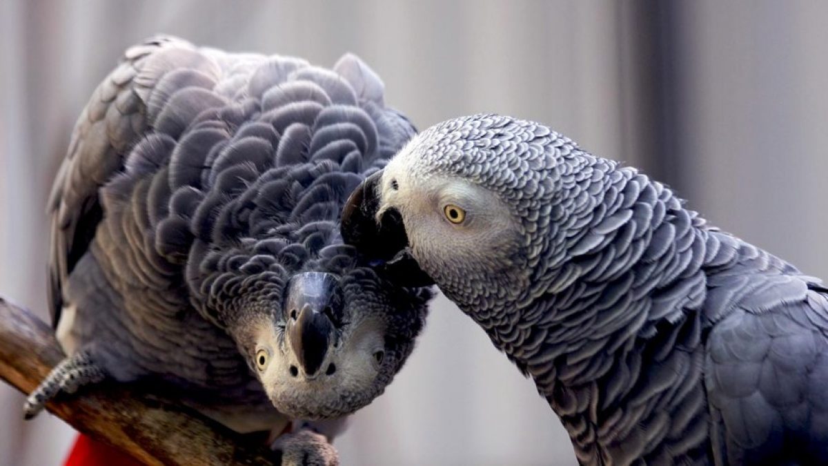 Animado Centímetro Molester Cómo debe ser la alimentación del loro yaco? - Tiendanimal